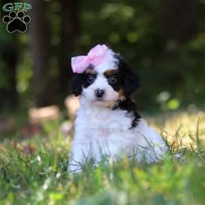 Winter, Cavapoo Puppy